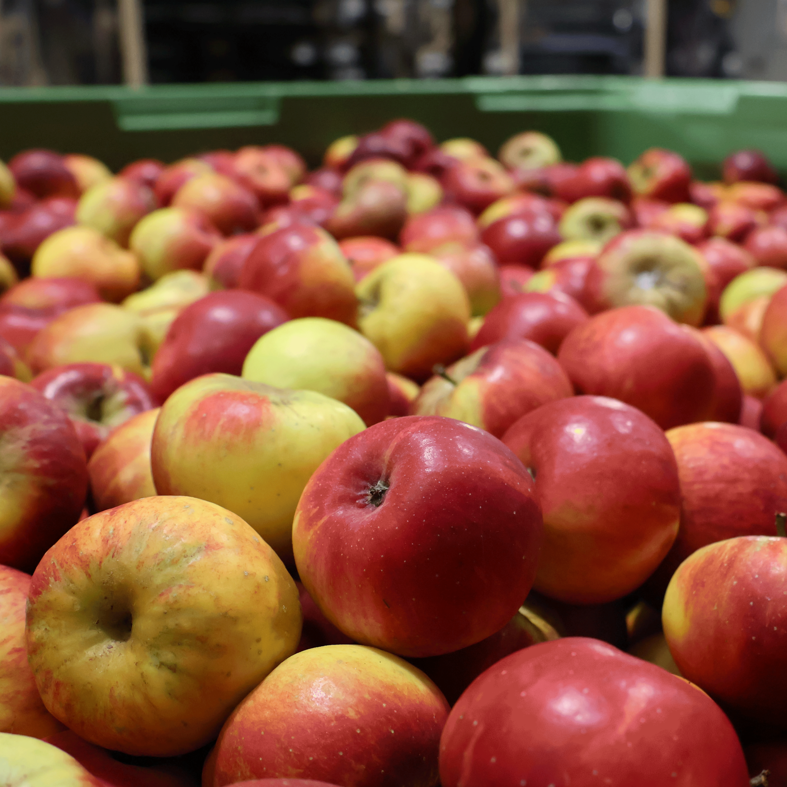 photos-animations_15 Culture pomme<br />