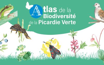 Découvrez la biodiversité de la Picardie Verte au travers de l’Atlas