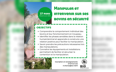 Formation « Manipuler et intervenir sur ses bovins en sécurité »